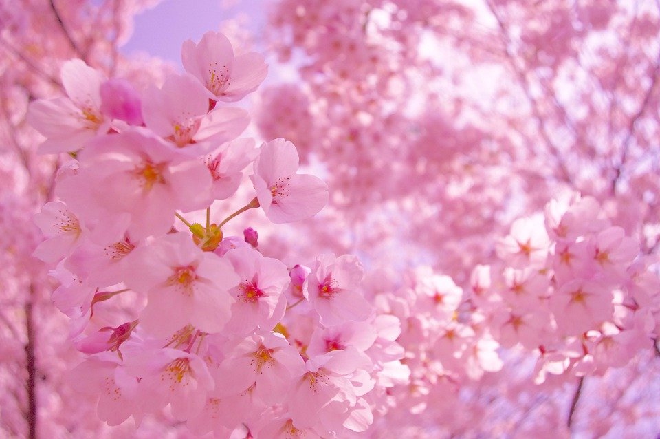 Cherry Blossoms.